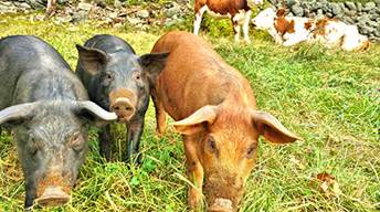 Pittsfield Pigs+Cows2 copy.jpg